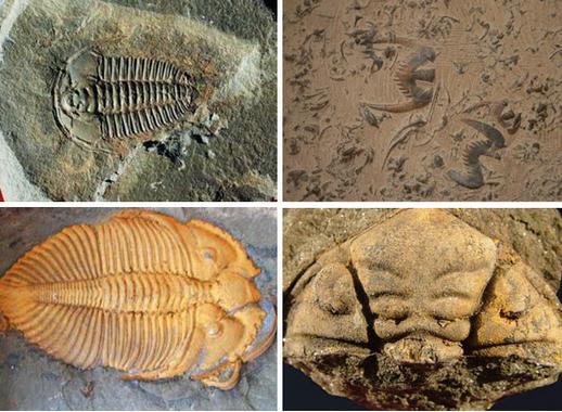 �Ͼ��׽�����ﻯʯչ������ӻ�չ���ٰ�