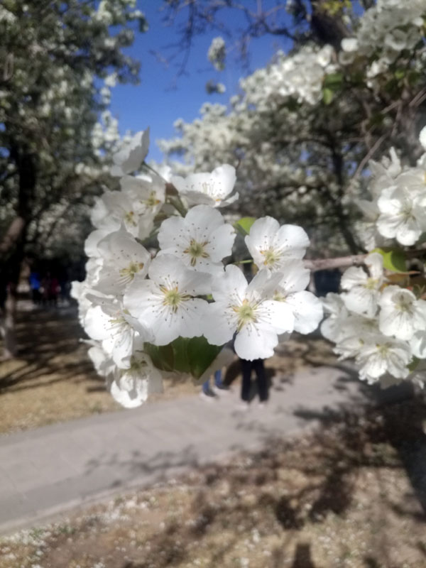 ����ʡ����оٰ������滨ʫ��