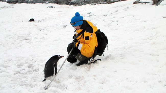 可爱的南极企鹅-IMG_6504.JPG